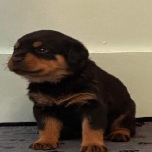 A1Black Puppy A1 Black