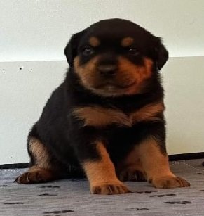 A1Blue Puppy A1 Blue