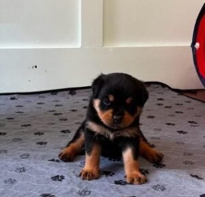 A1DGreen Puppy A1 Green