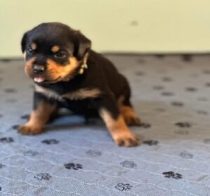 A1Lime Puppy A1 Lime