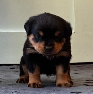 A1Orange Puppy A1 Orange