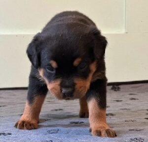 A1Pink Puppy A1 Pink