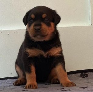 A1Purple Puppy A1 Purple