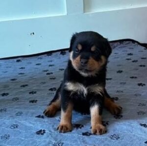 A1White Puppy A1 White