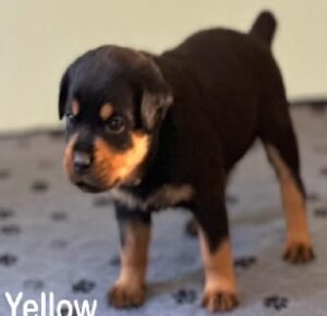 A1Yellow Puppy A1 Yellow